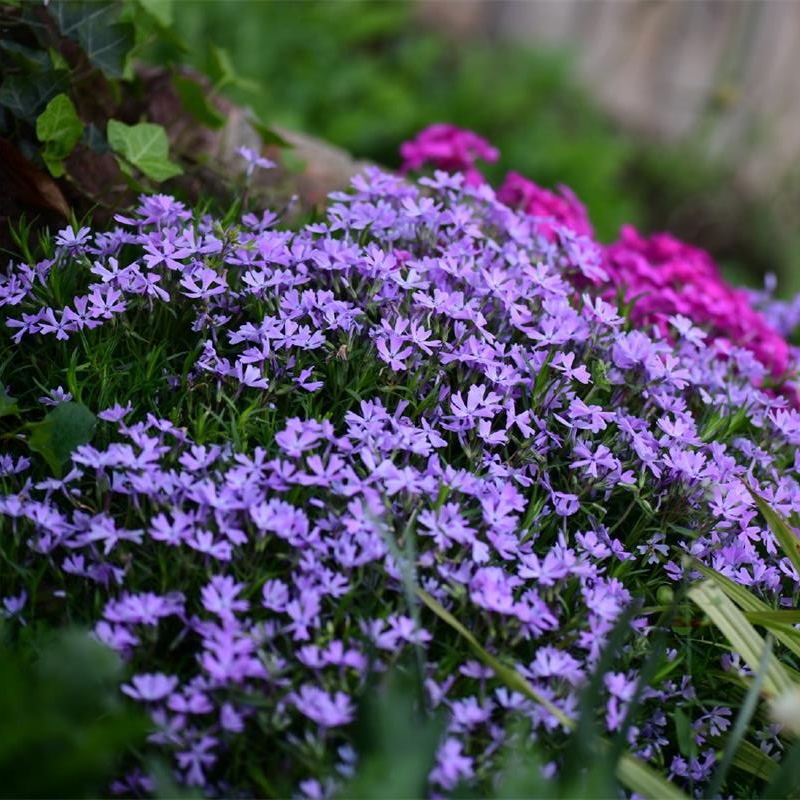 芝樱花苗宿根花卉地被丛生福禄考花苗工程绿化景观花庭院园林花卉