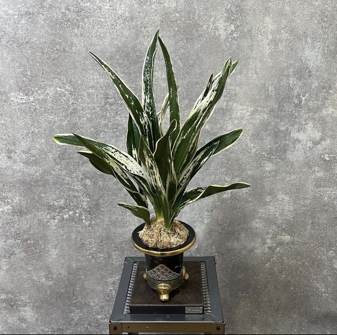 澜园古典园艺 万年青（50-190）直播间一物一拍