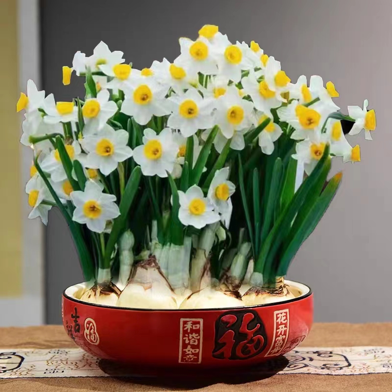 福建漳州正宗水仙花水培带盆年宵花耐寒好养室内