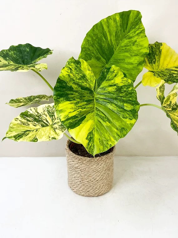 黄锦象耳芋 锦化植物 阳台客厅 新手好养