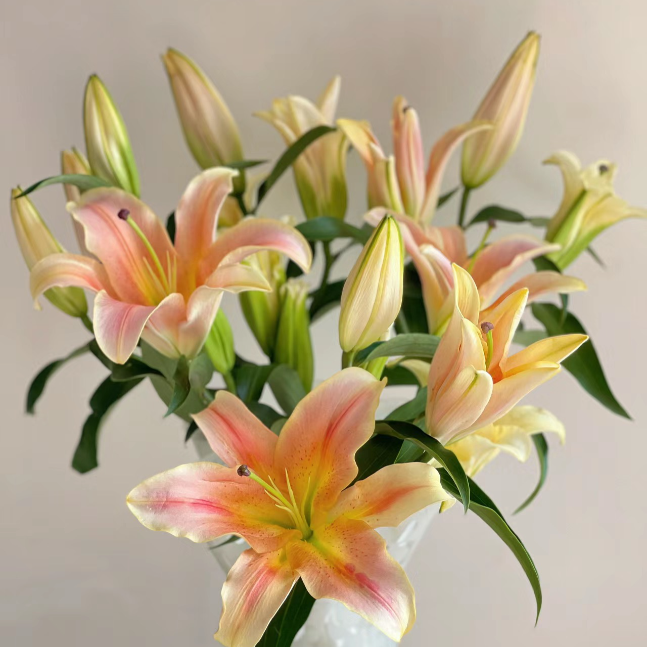 【一见钟情香水百合花】稀有百合昆明直发家用水养护日常插瓶顺丰