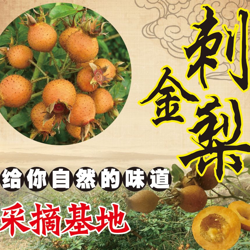 贵州高山农家自种金刺梨无籽刺梨可生吃榨汁泡酒新鲜现摘现发