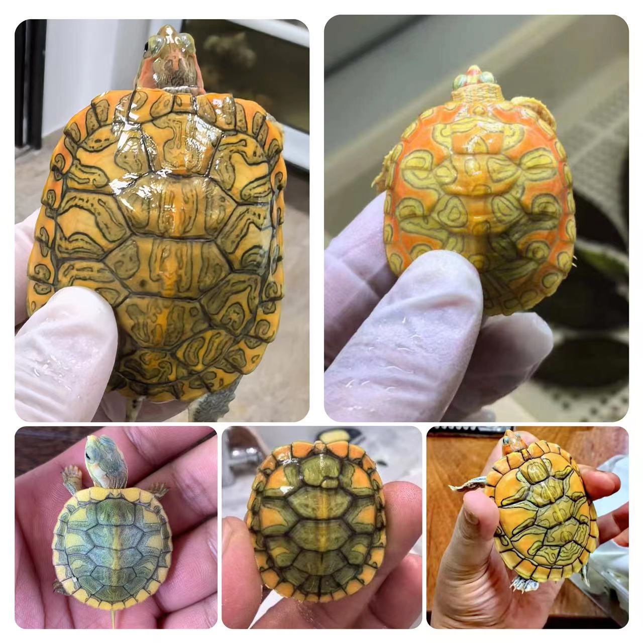 人工养殖观赏龟宠物龟巴西龟直播挑选