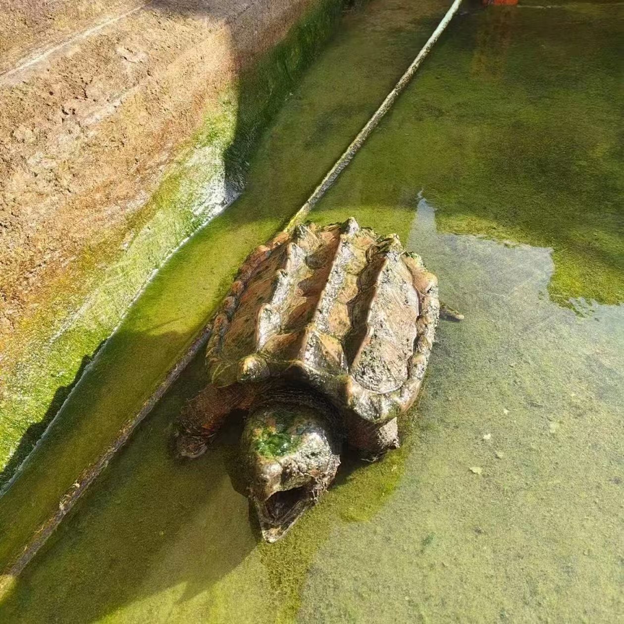 大鳄龟佛鳄龟纯佛