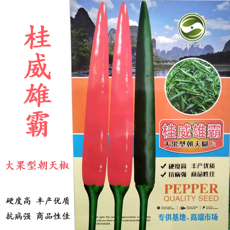 桂威雄霸大果型朝天椒种子中熟特大果硬度高抗病耐寒朝天椒种子