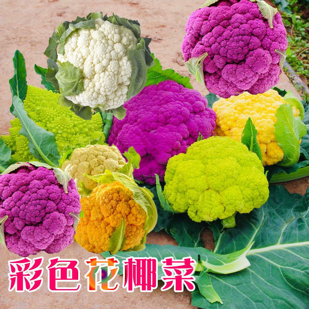 【秋播】彩色花椰菜种子西蓝花宝塔菜紫花菜稀有花菜农乌塌菜耐寒