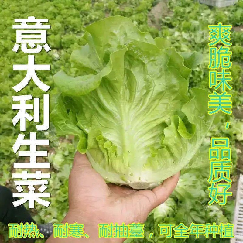 【四季播种】生菜籽种子四季播种奶油生菜玻璃生菜意大利秋冬耐寒