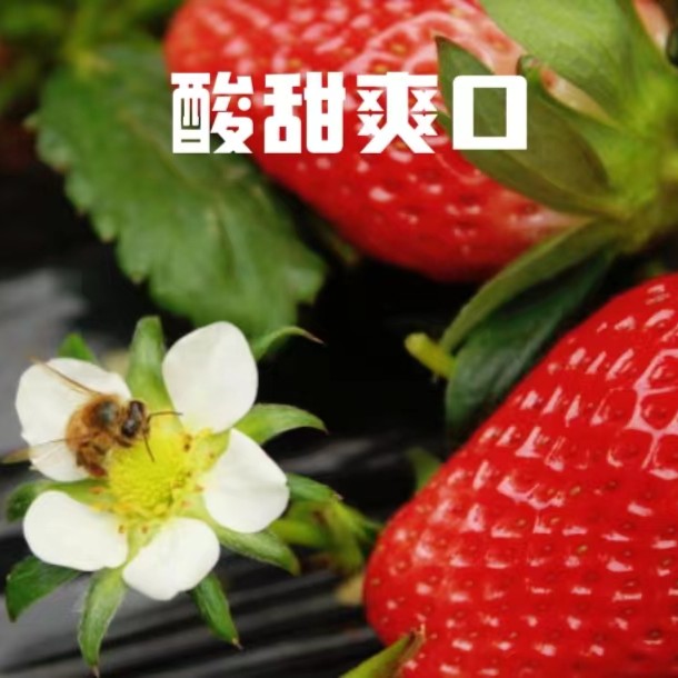 草莓
