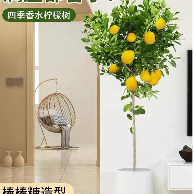 一物一拍香水柠檬盆栽绿植果树盆栽绿植老桩室内客厅阳台花园楼顶
