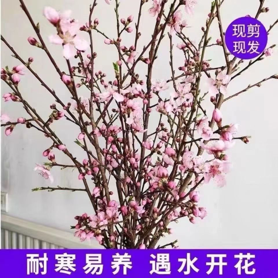 【春节开花】干枝红梅遇水开花带花苞红梅花枝耐寒好养新年装饰品