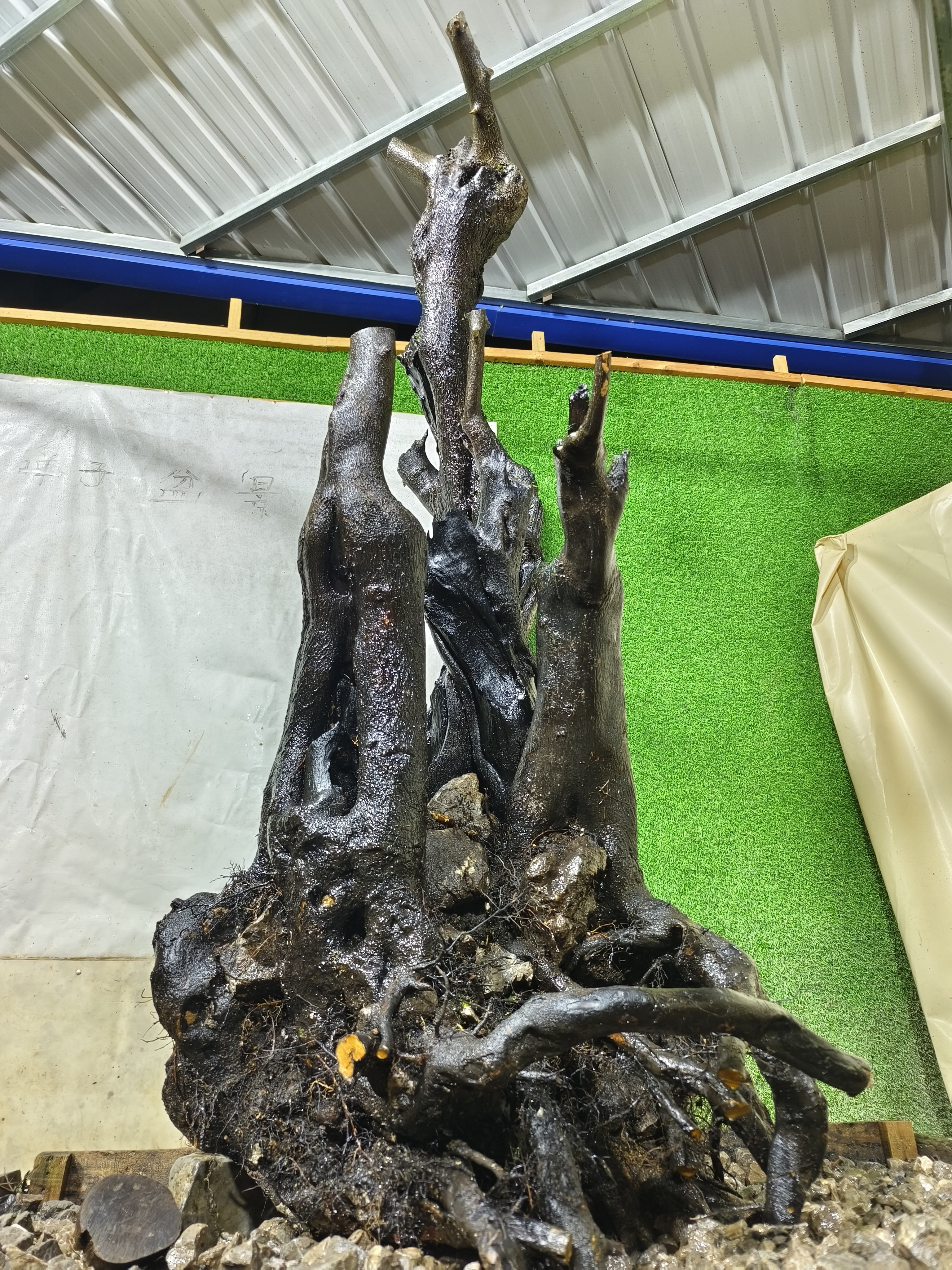 金弹子盆景，盆艺精选