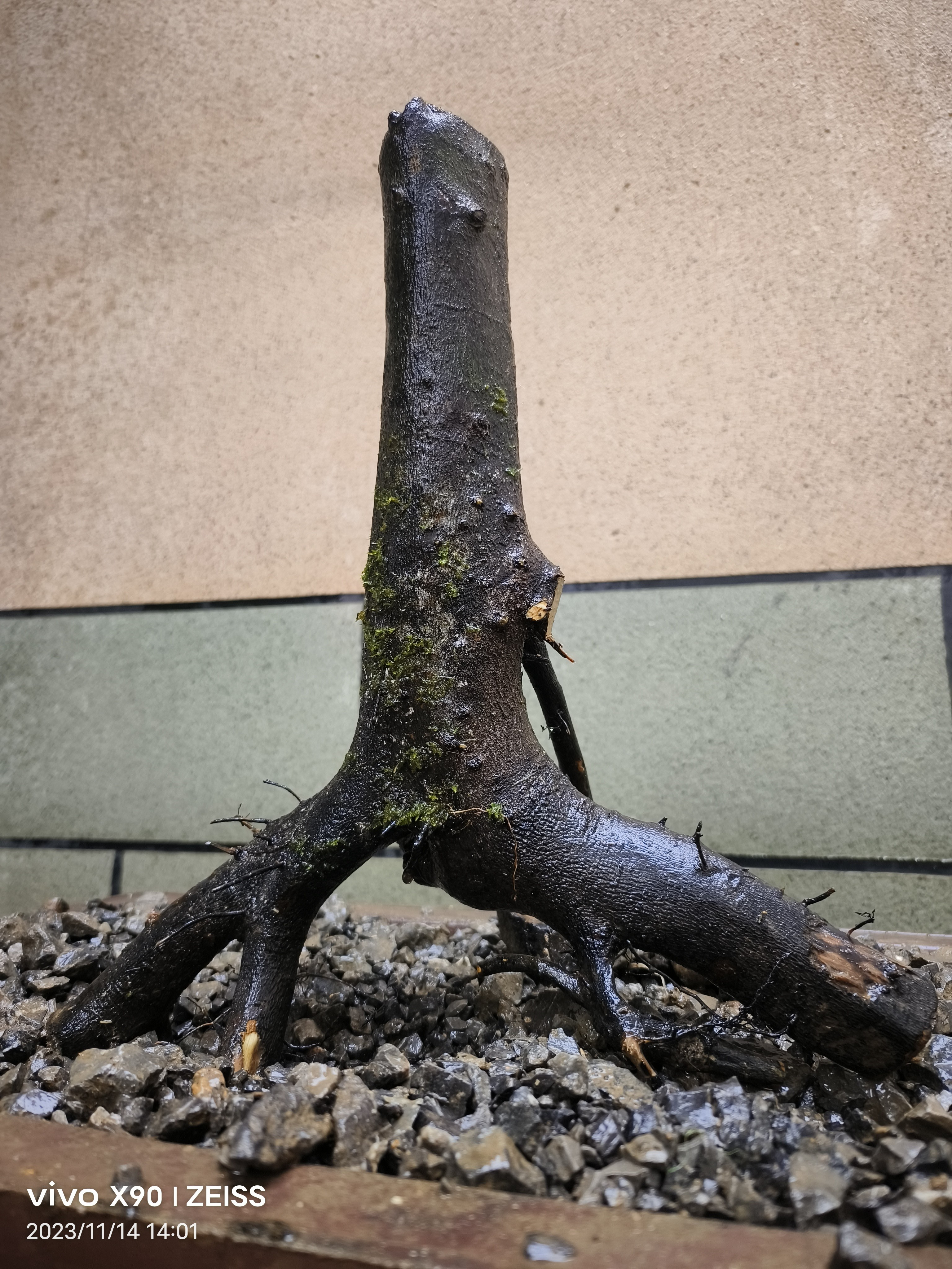 金弹子盆景，盆艺精选