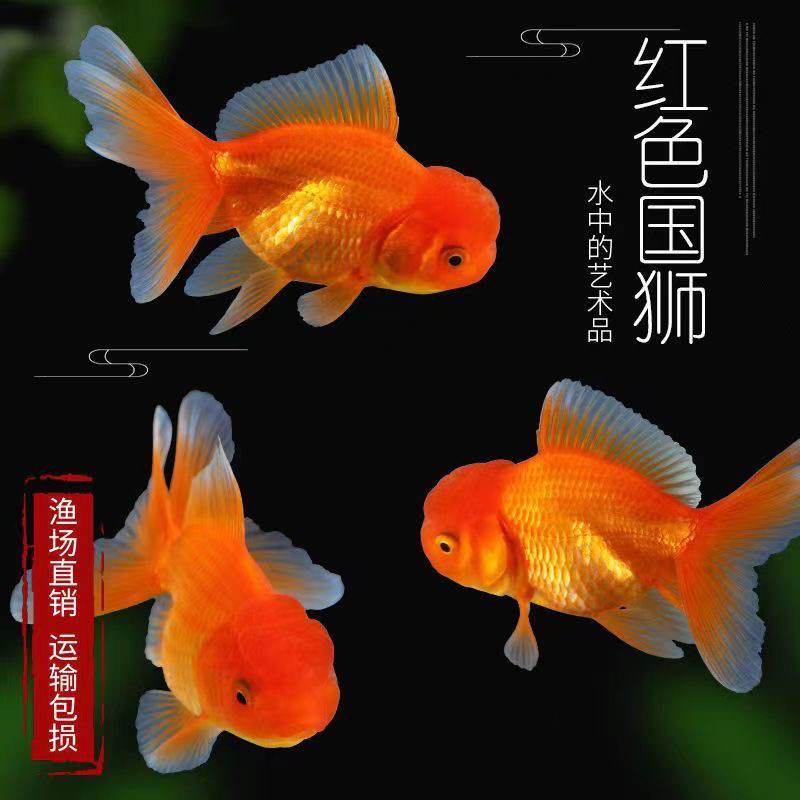 3-5条超萌好物冷水鱼狮子头金鱼活体好养耐活淡水冷水鱼活体金鱼