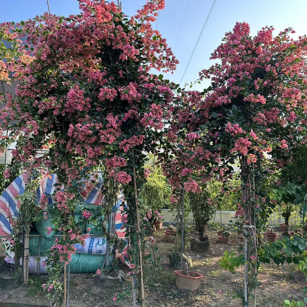 38-198三角梅链接一物一拍三角梅盆景花卉盆栽