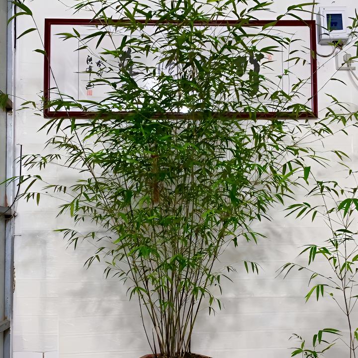 《一物一拍》竹子盆景室内观赏性盆景书房办公室茶室茶几泡茶桌栽培