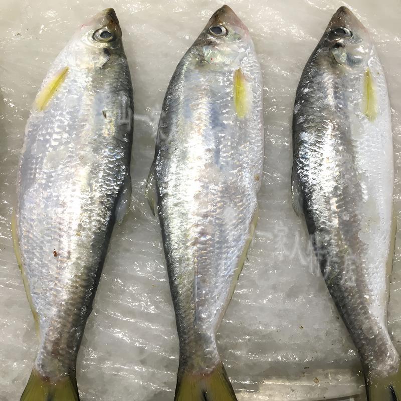 新鲜海捕白鳞鱼8斤（5-8两每条） 大小可选海鳓鱼码头产地直发速冻
