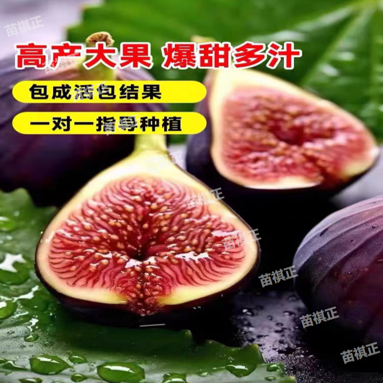 优质无花果树苗盆栽当年结果北方种植地在庭院四季大苗果树嫁接