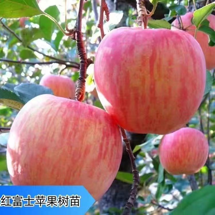 特大果红富士苹果树苗不挑气候耐寒当年结果冰糖心苹果苗庭院盆栽