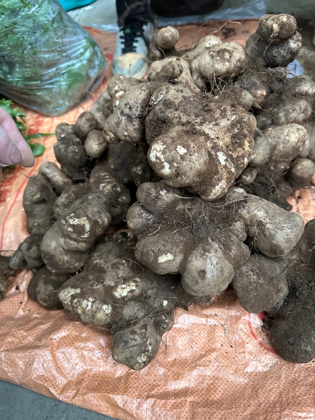 娟娟带你赶大集【山药】云南下山货