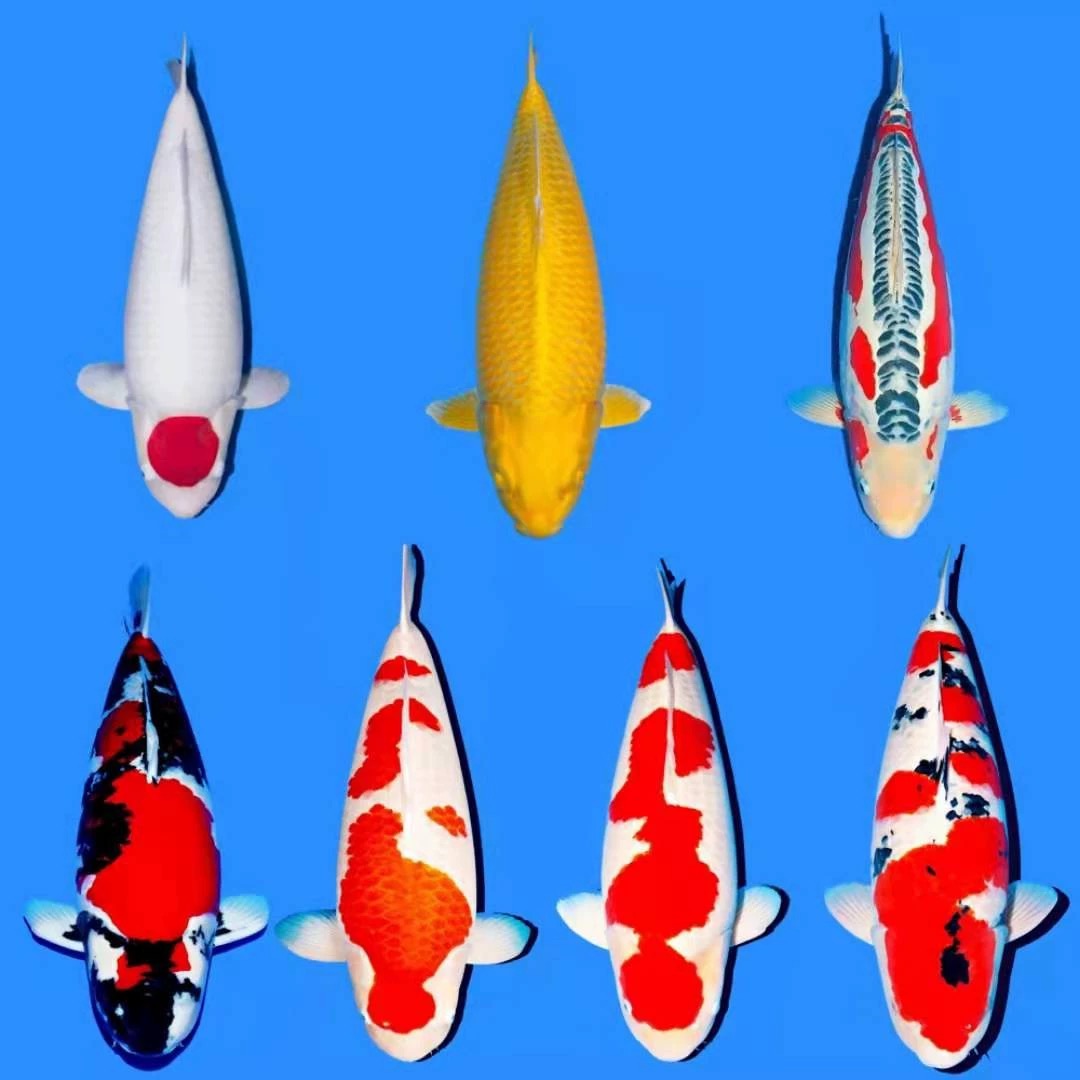 26-31公分精选锦鲤品种多多锦鲤鱼精品养殖