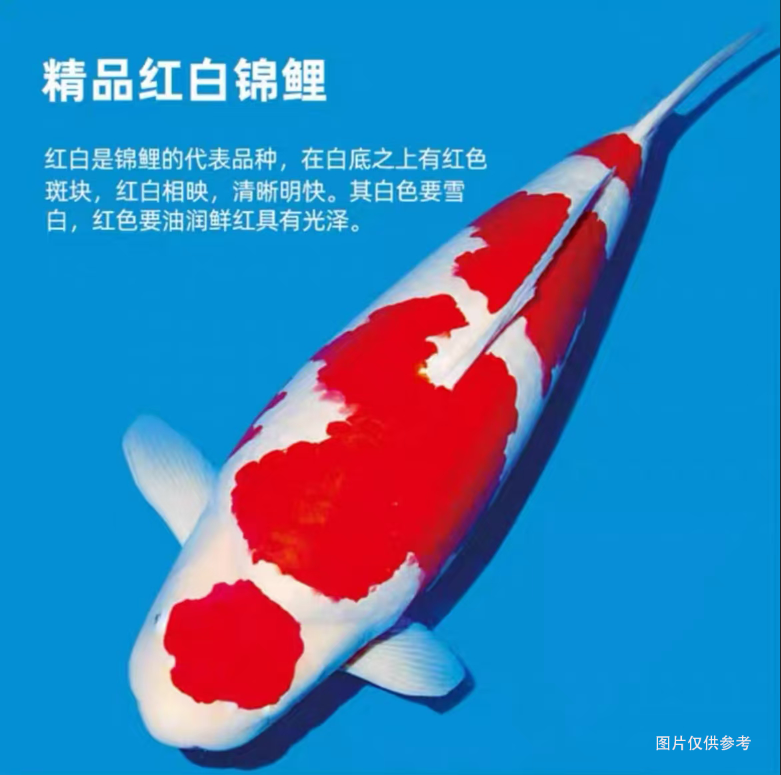 24-28公分当岁锦鲤包邮包活品质保证锦鲤鱼精品养殖活体发货