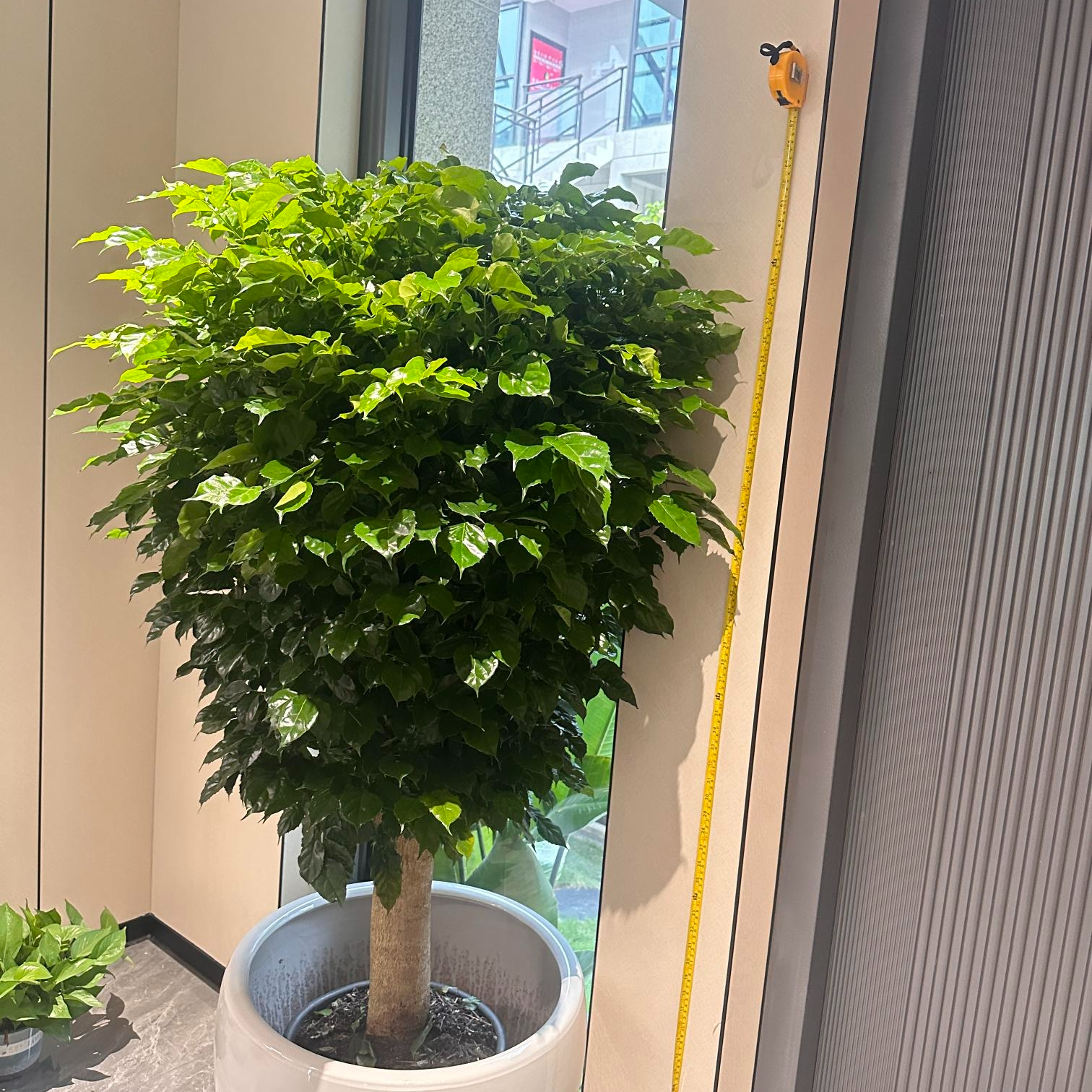 （网红绿植）老桩单杆绿宝幸福树客厅绿植吸收甲醛庭院绿植四季常青