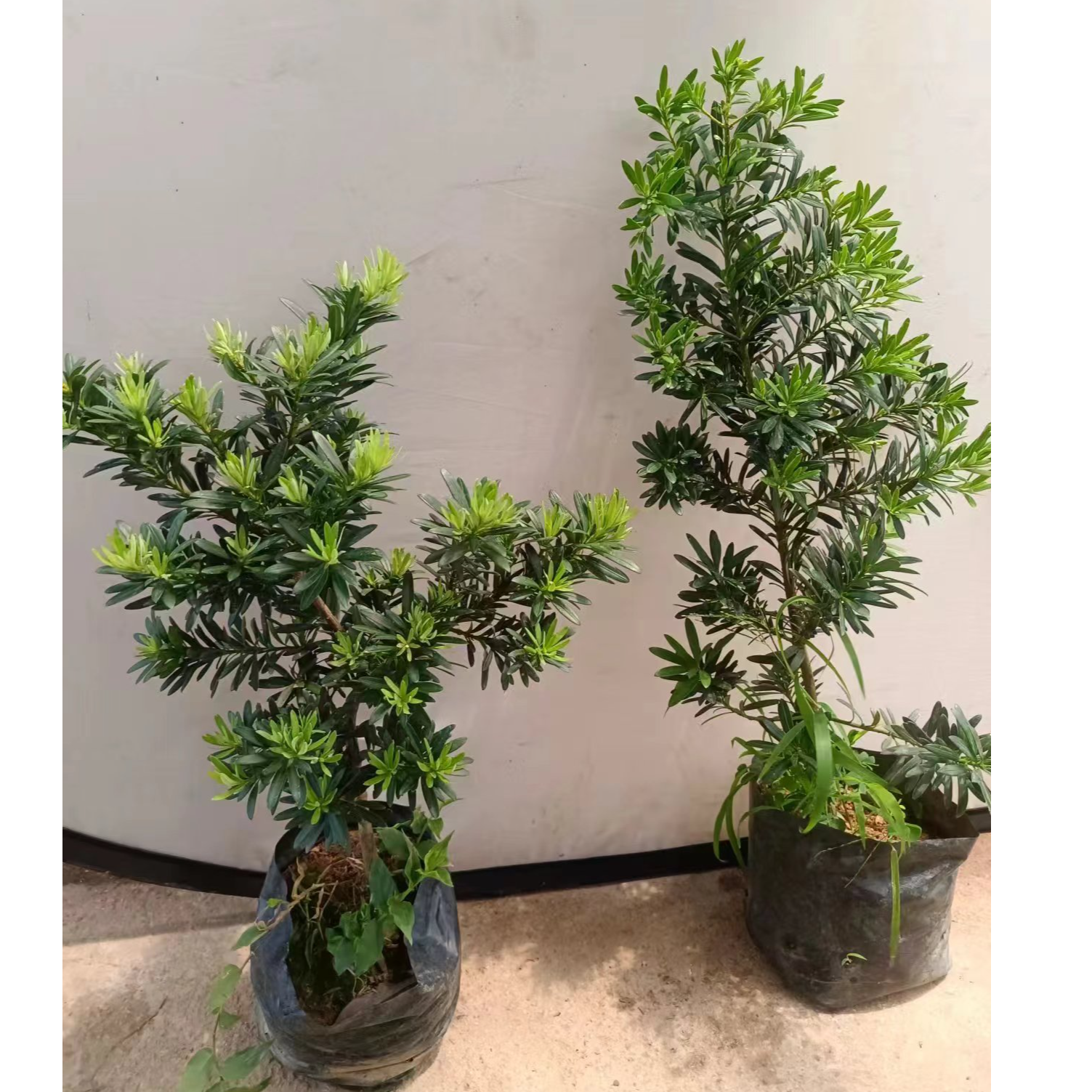 自然型罗汉松贵妃罗汉松招财庭院耐寒南北方可种四季常青