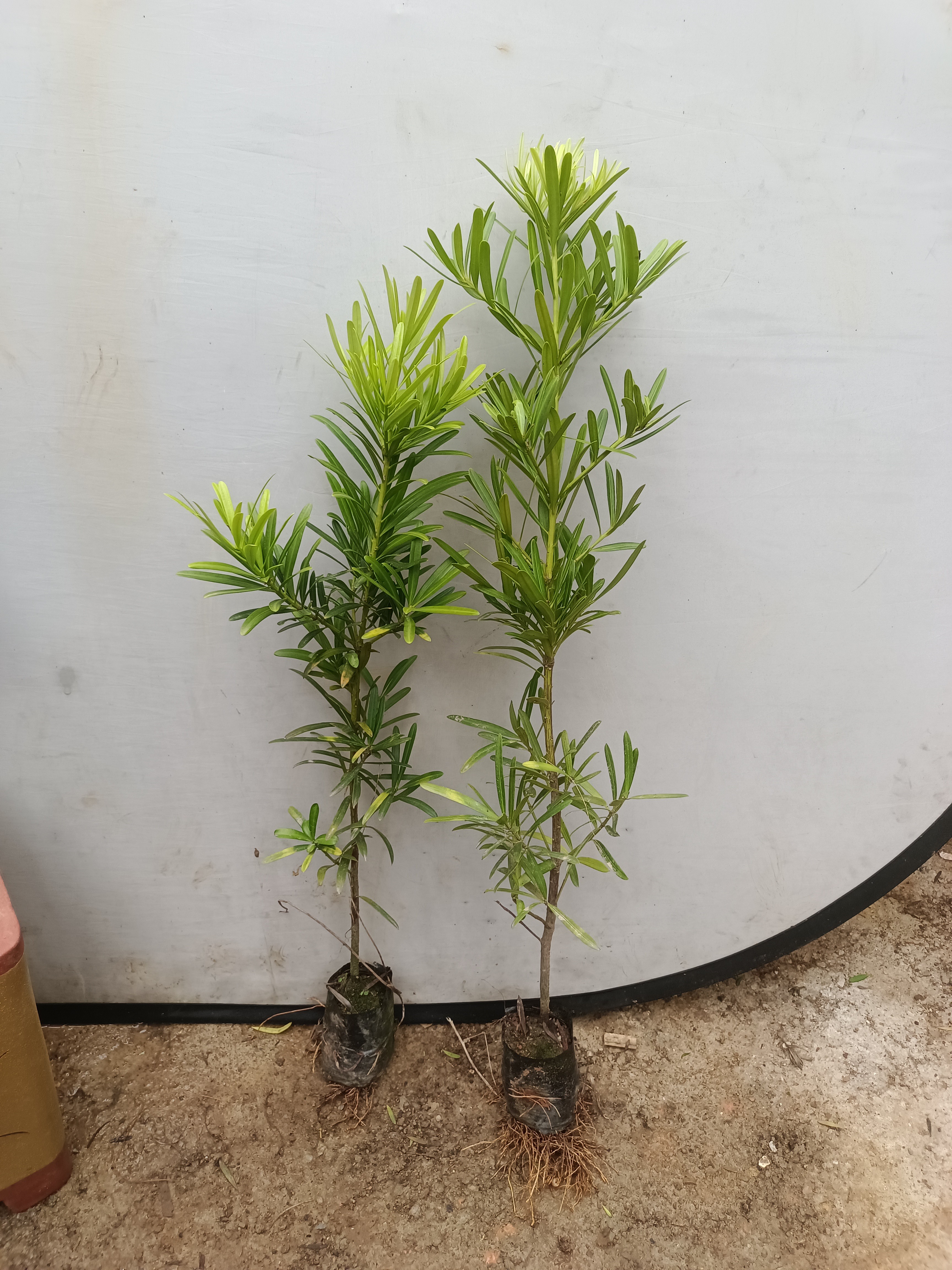 台湾罗汉松树苗 罗汉松小苗 造型盆栽罗汉松观赏植物 绿化 庭院树