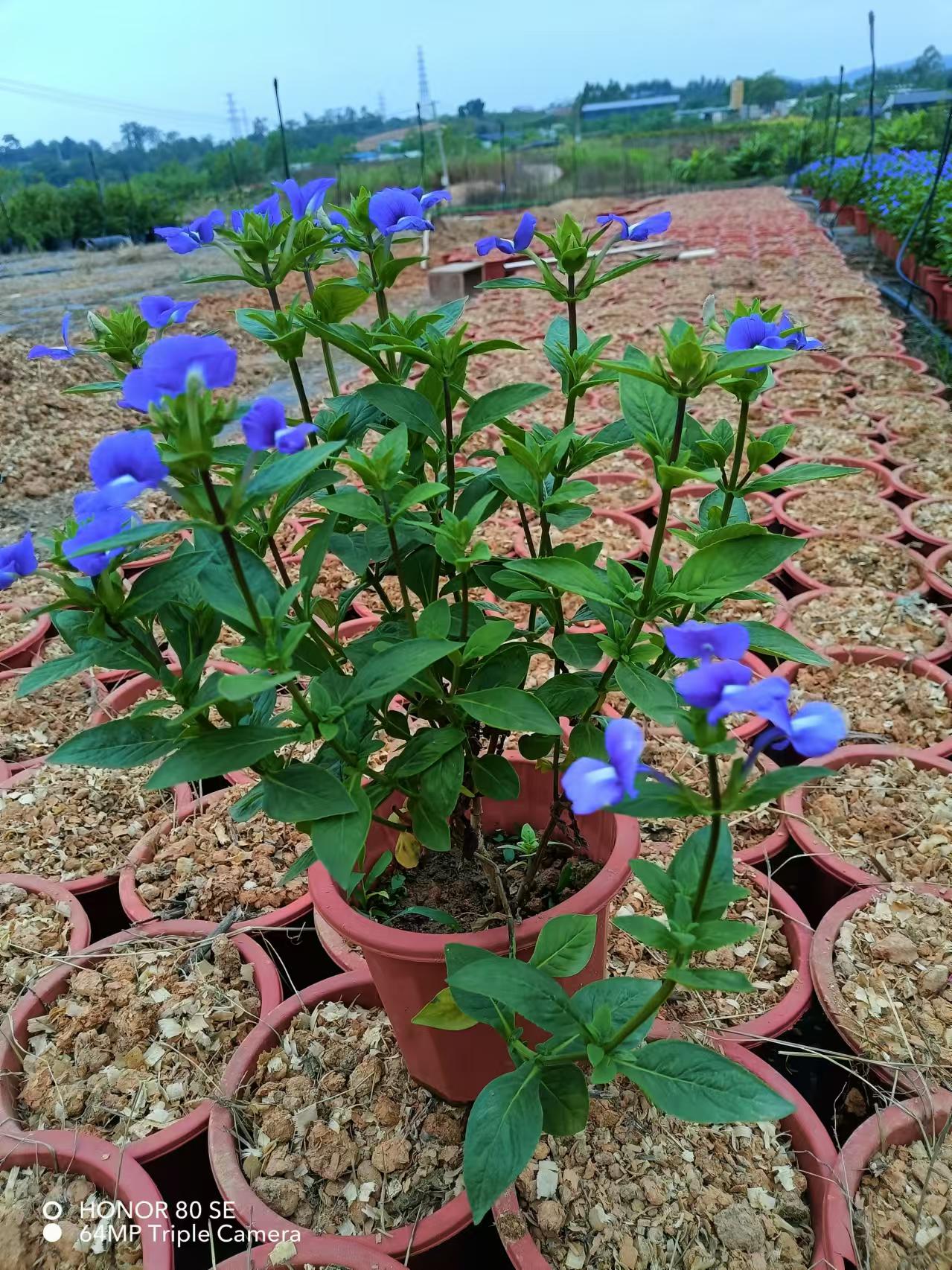 蓝金花盆栽带花蓝鲸花香紫鹤室外阳台庭院楼顶多年生花卉耐热耐寒