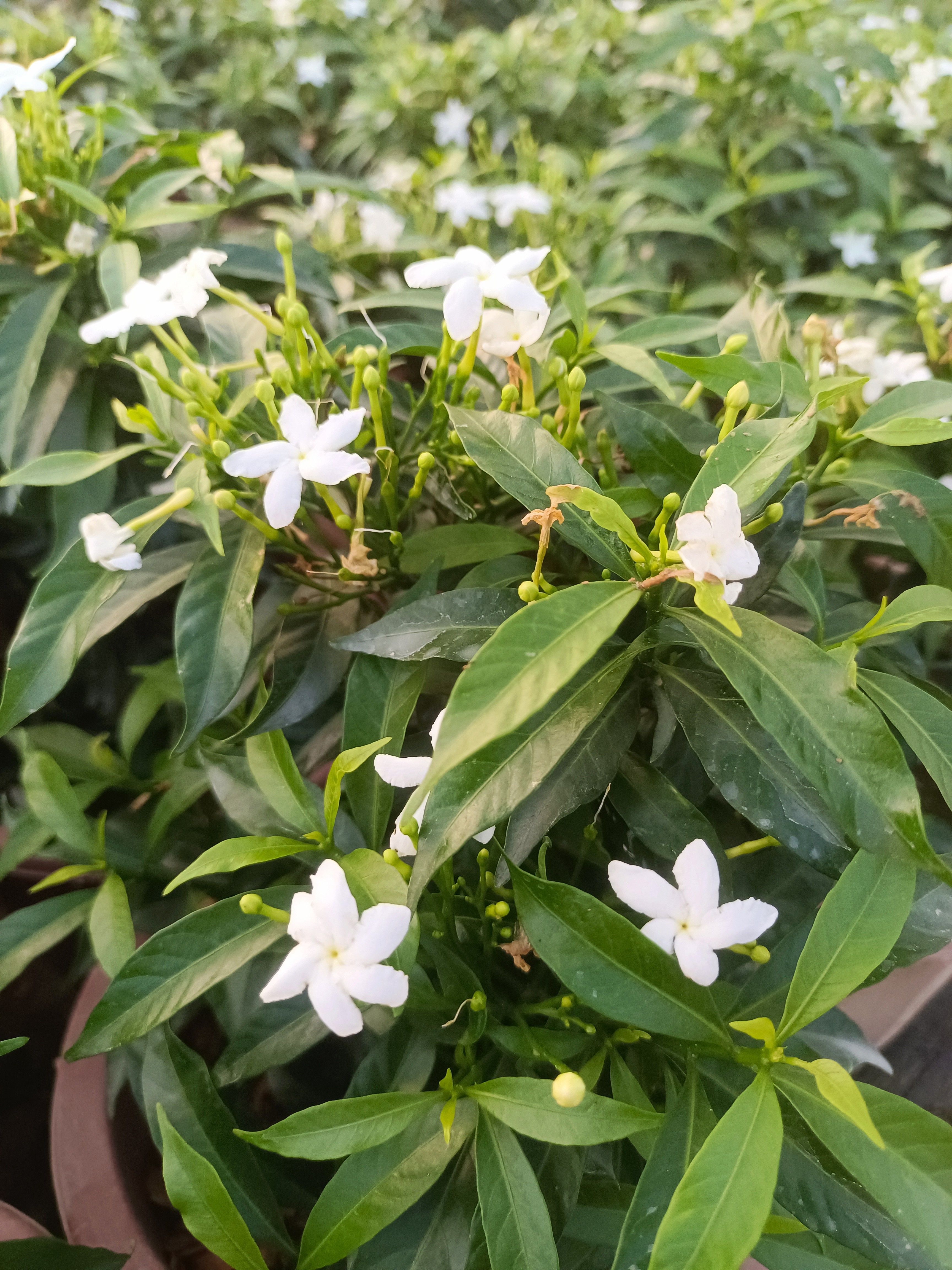 珍珠狗牙花 风车茉莉盆栽 木本花卉耐热好养白花植物白狗牙狮子花
