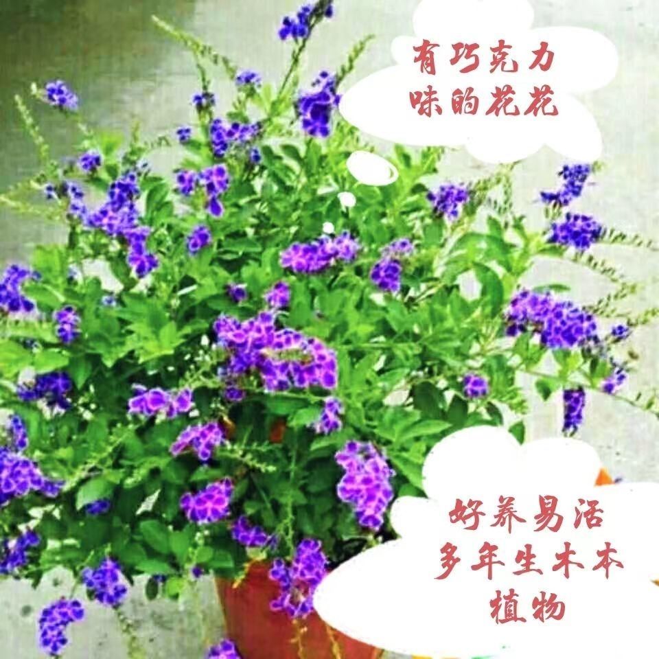 蕾丝金露花带花苞四季开花多年生常绿好养耐热阳台庭院植物