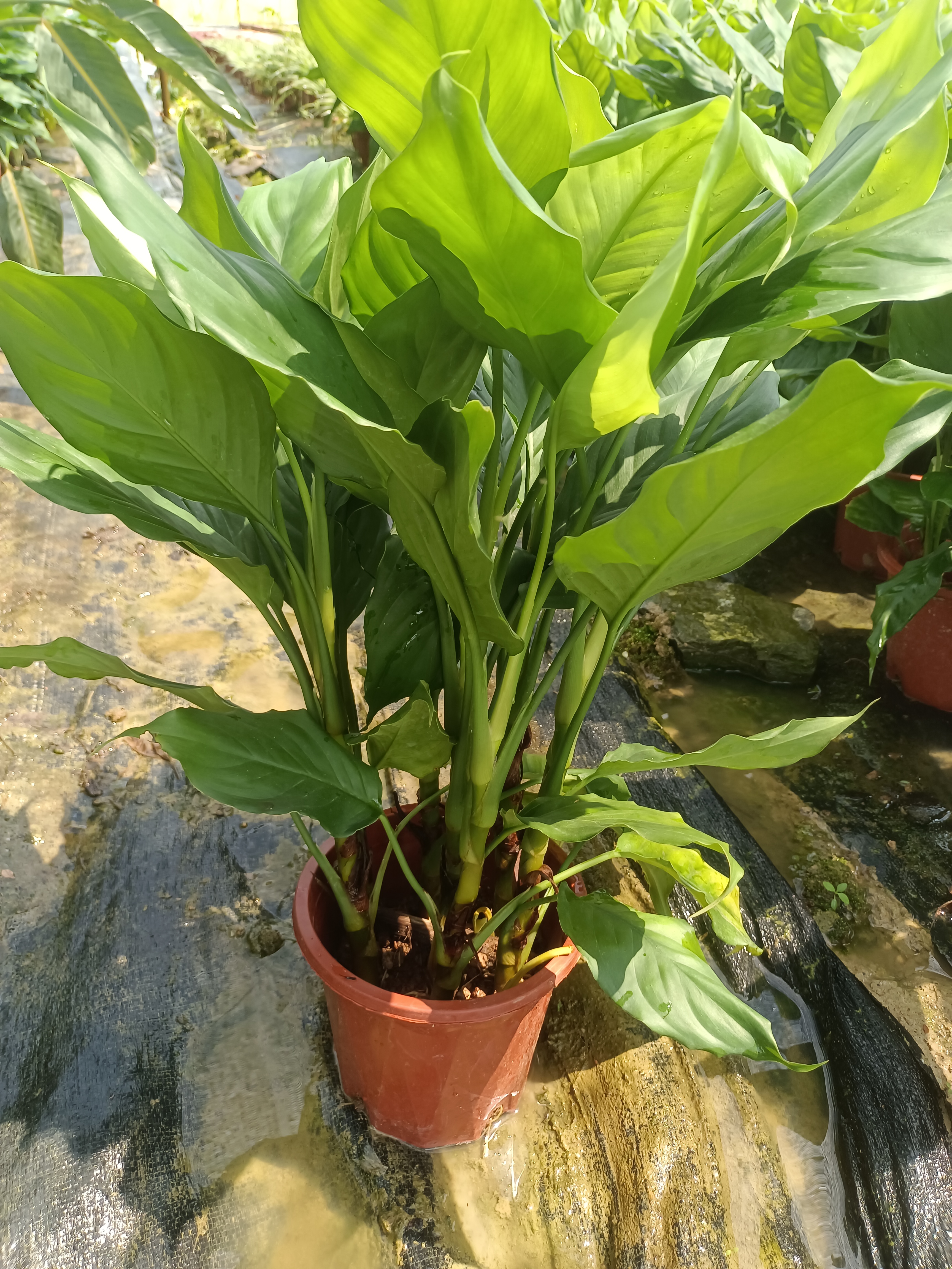 万年青植物盆栽大叶室内花卉绿植四季常青吸甲醛大型植物净化空气