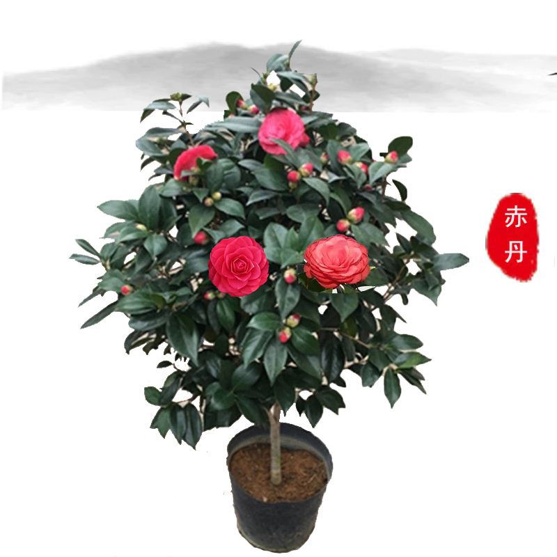 大红色茶花赤丹盆栽又名六角大红带花苞中国红喜庆红年宵茶花