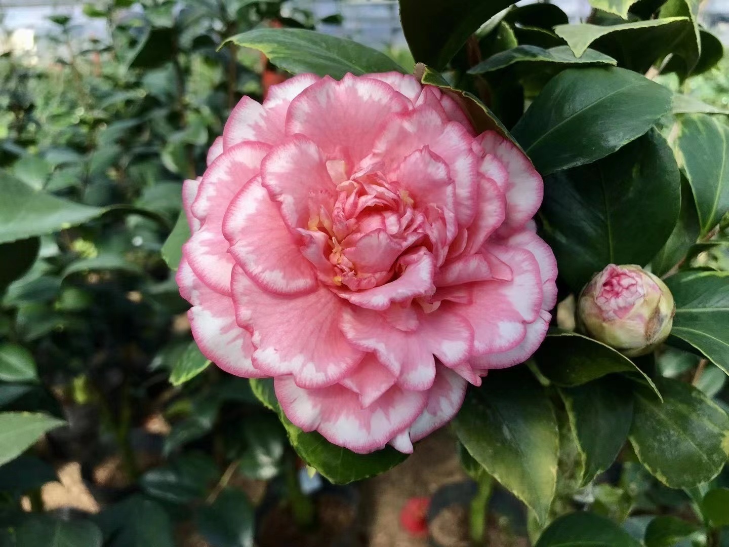 【一物一拍】各种规格品种茶花