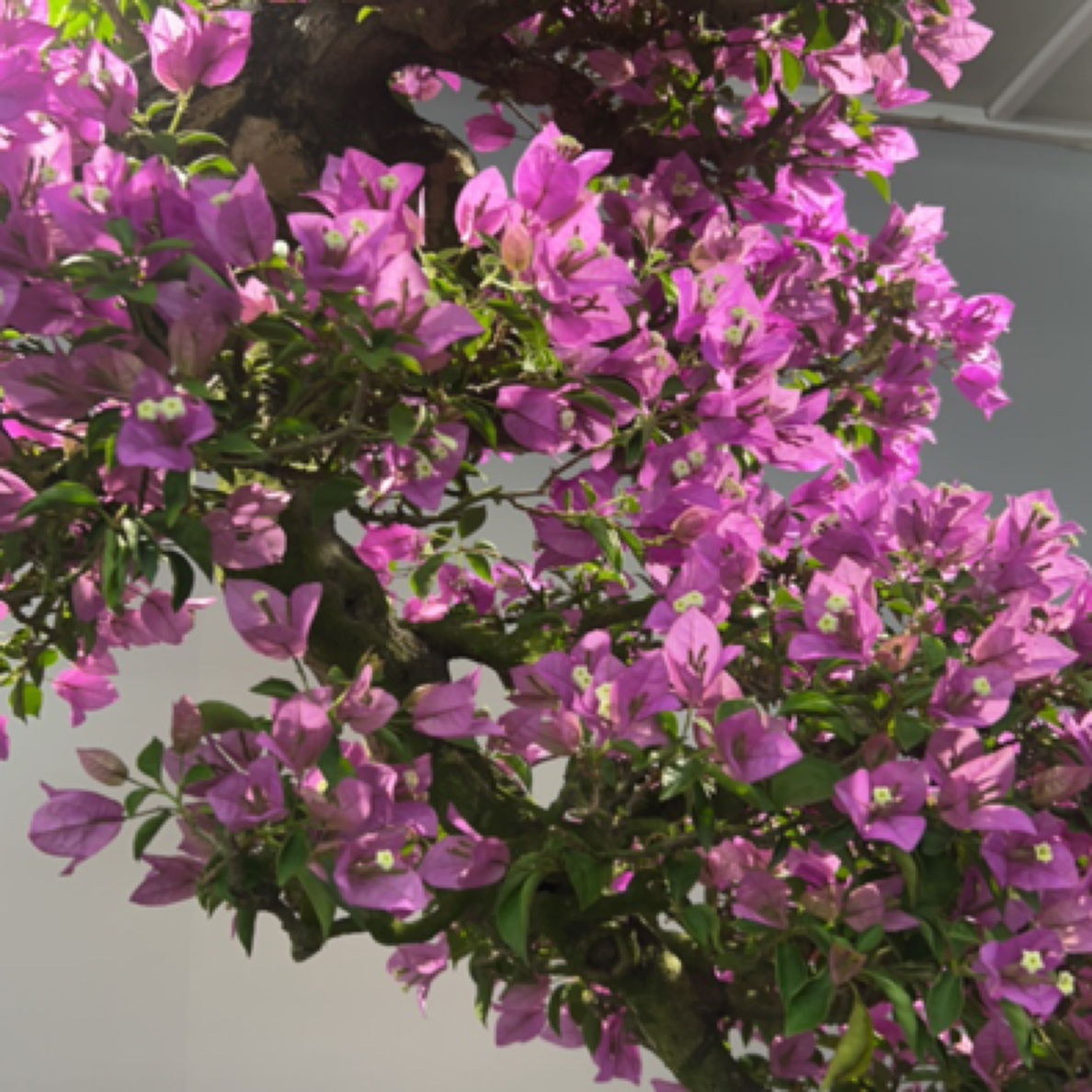 4号盆景三角梅老桩年功岭南枝条精品一物一拍