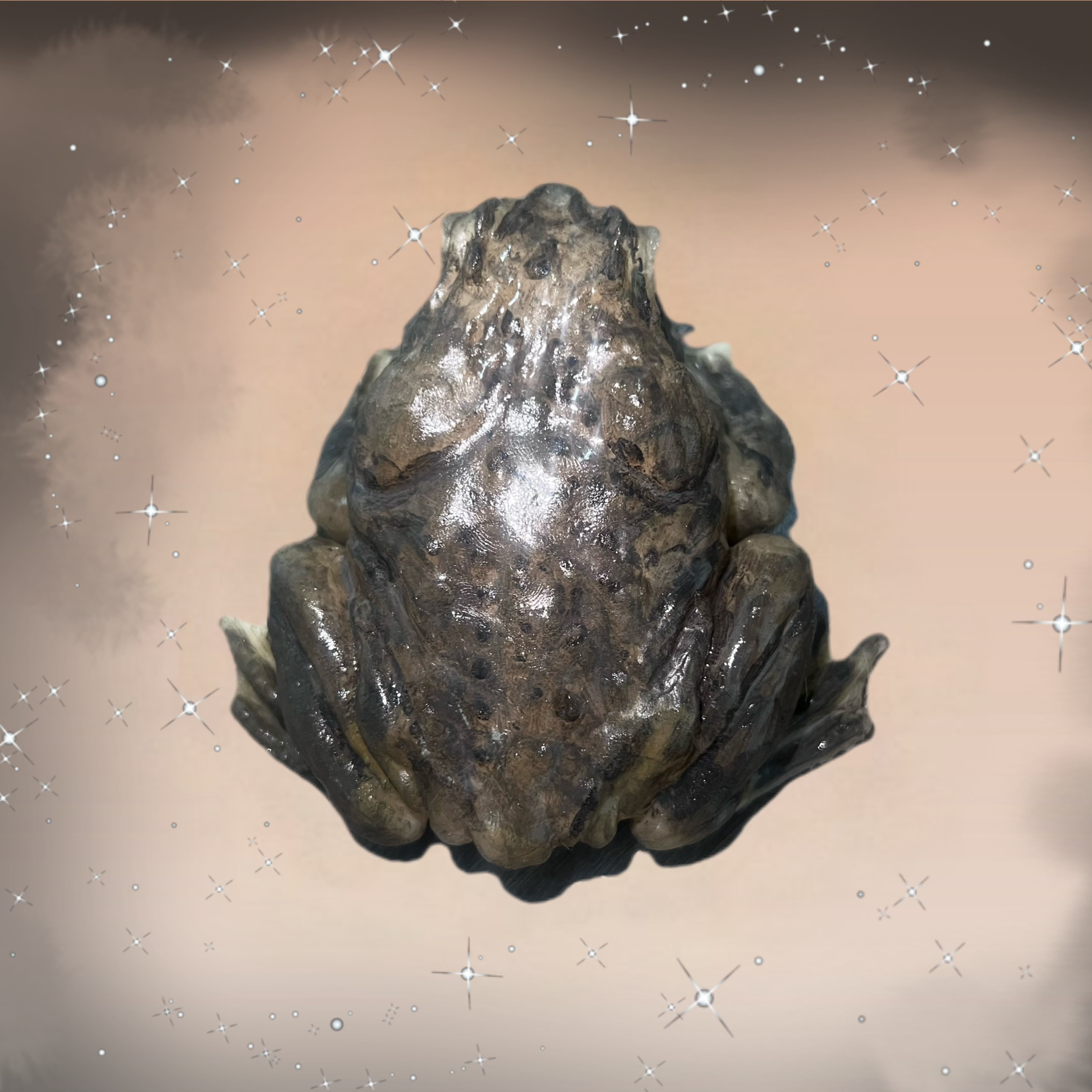 骨头自制纯手绘癞蛤蟆解压玩具奶香软糯解压治愈捏捏乐潮玩摆件