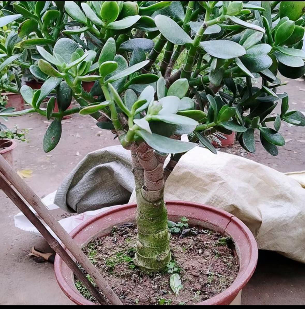 多肉玉树盆栽土球发货