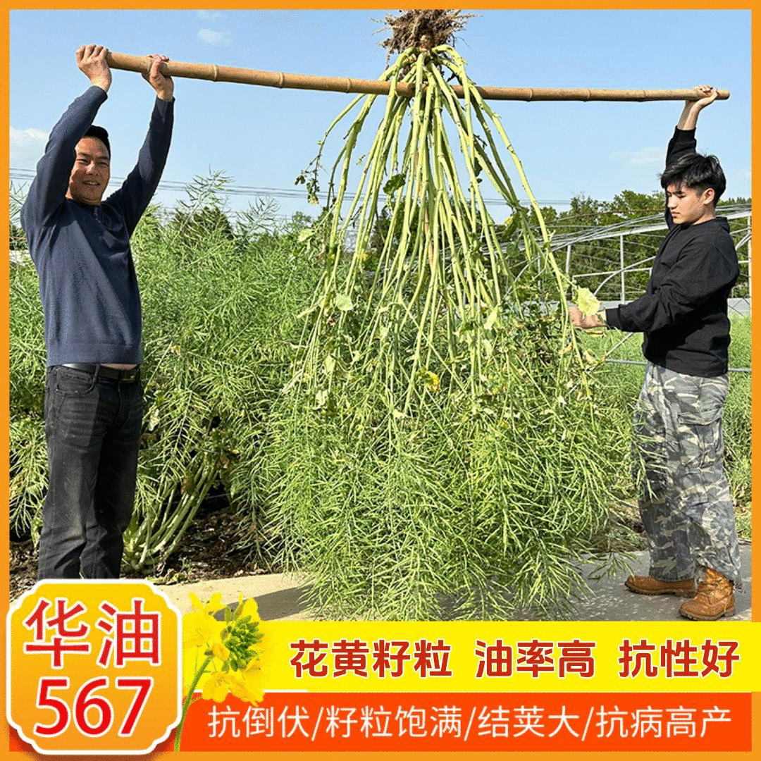 世纪星华油567优质油菜种花黄籽强分支抗病抗倒双抗双低早熟高产