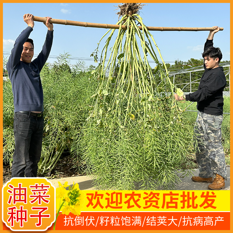 华油999大田油菜种籽强分支抗病抗倒优质高油率高产油菜早熟种子