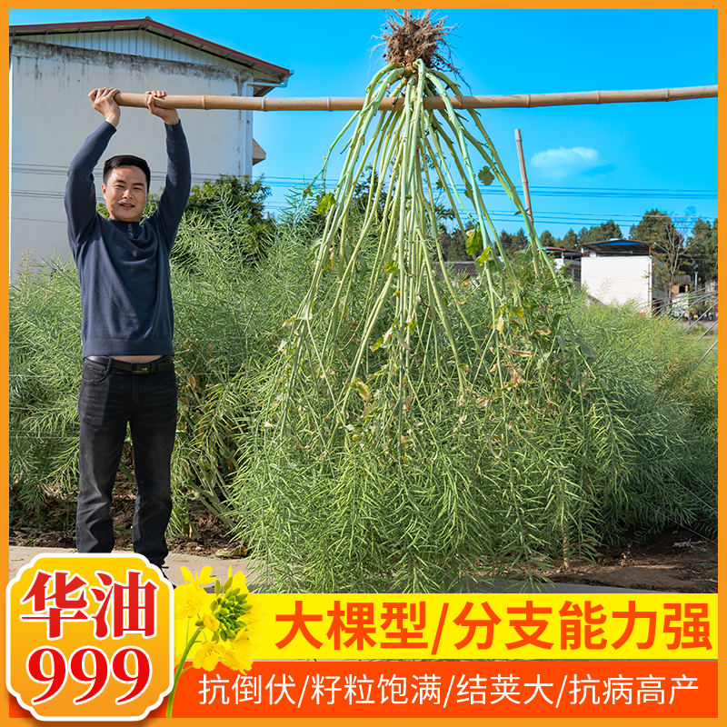 世纪星华油999油菜种子高产油菜籽种子抗病抗倒抗寒高出油率正品