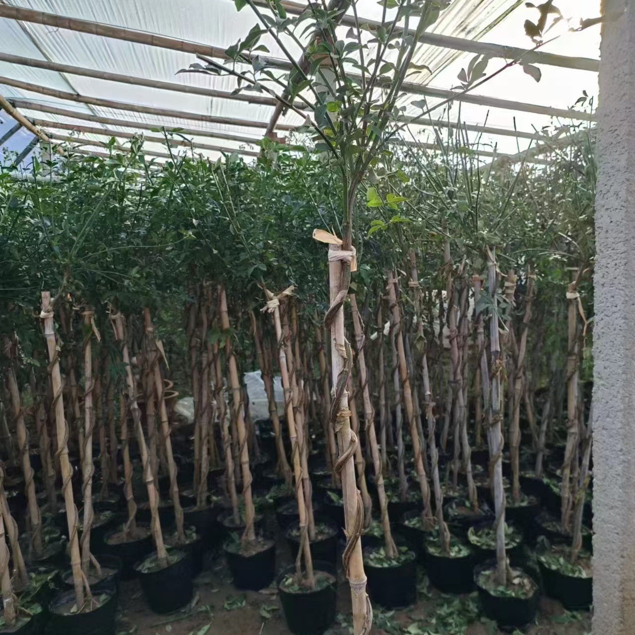 探春花，金玉牡丹，小苗一物一拍