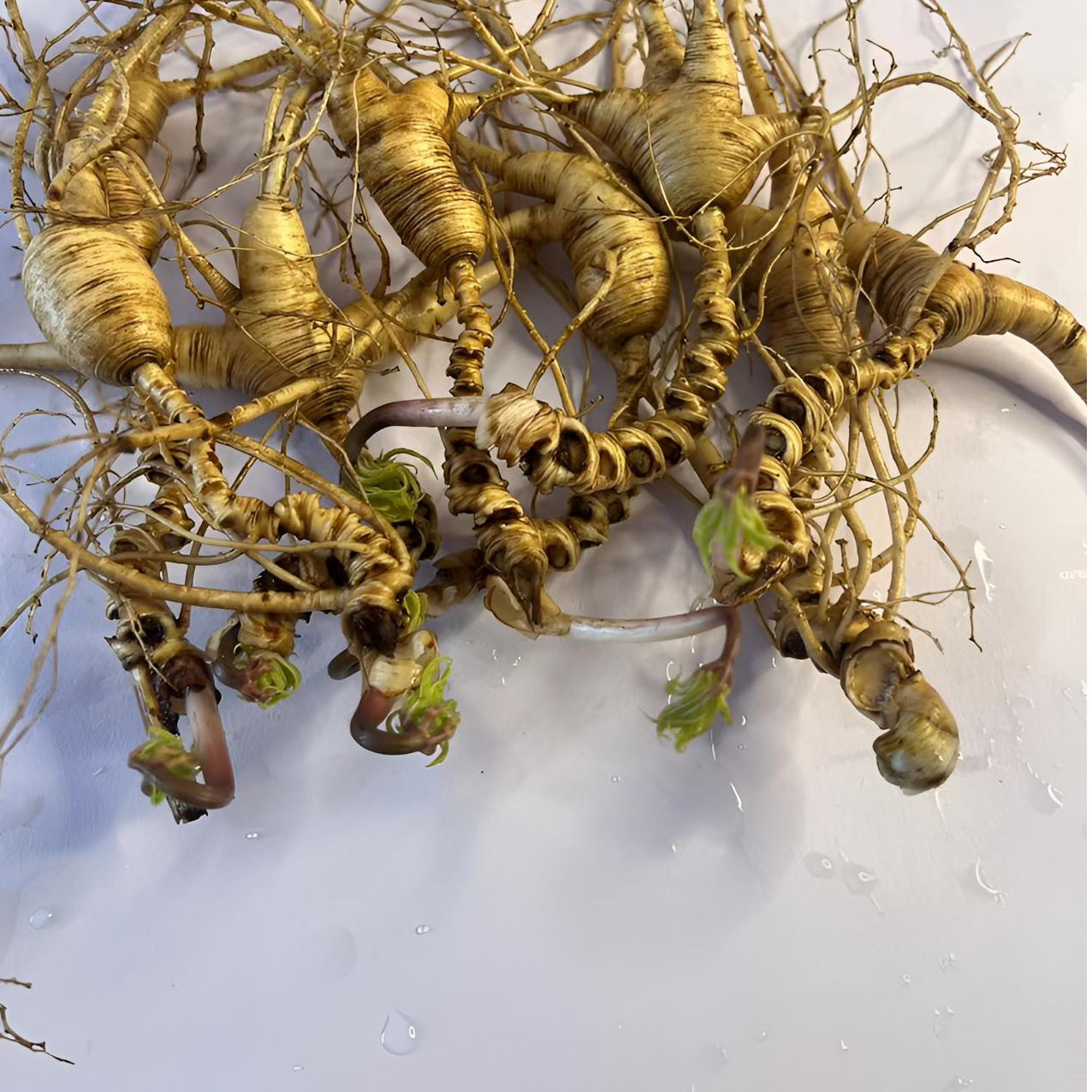 长白山林下参籽货（一物一拍）泡酒