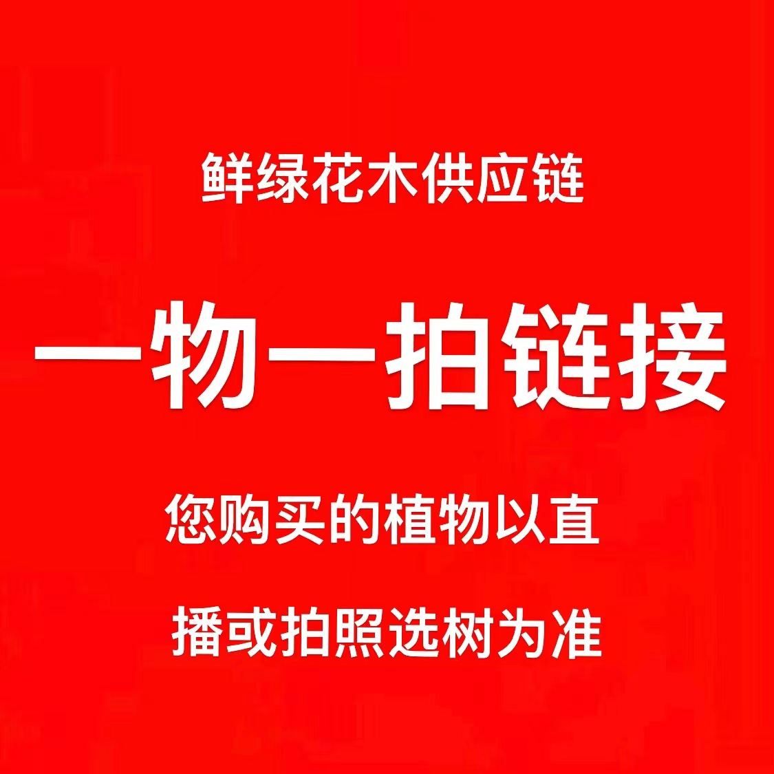 龙血树幸福树发财树金钱树办公室客厅好养易活大绿植盆栽一物一拍