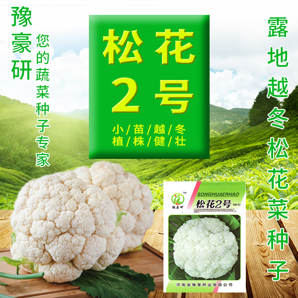 90天松花菜种子越冬花菜种子散花菜种子小苗越冬青埂细米粒