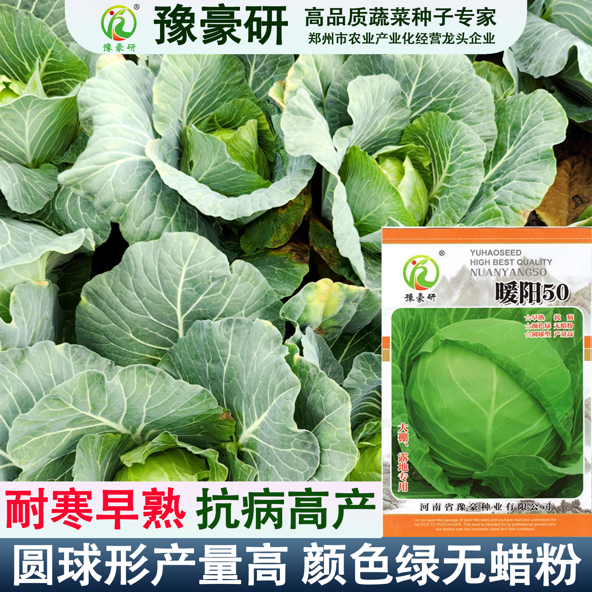 暖阳50早熟春秋甘蓝种子耐寒包心菜卷心菜包菜种子高产抗病性好