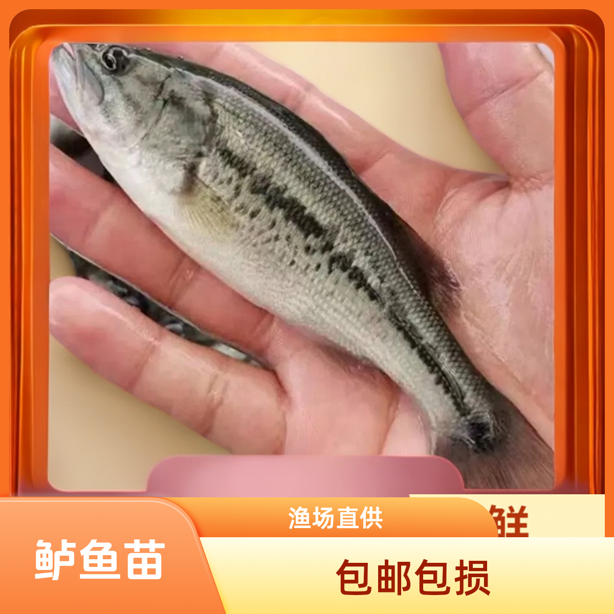 渔场现捞四川鲈鱼  一条3g左右   大口鲈鱼渔场 发货售后包赔包损