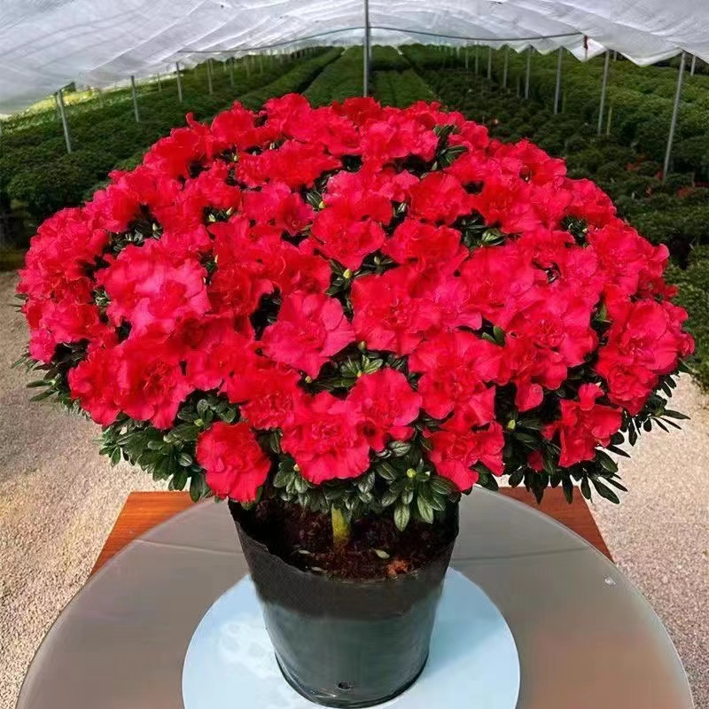 四季杜鹃花苗四季开花卉别墅庭院室外比利时西洋杜鹃盆栽绿化植物