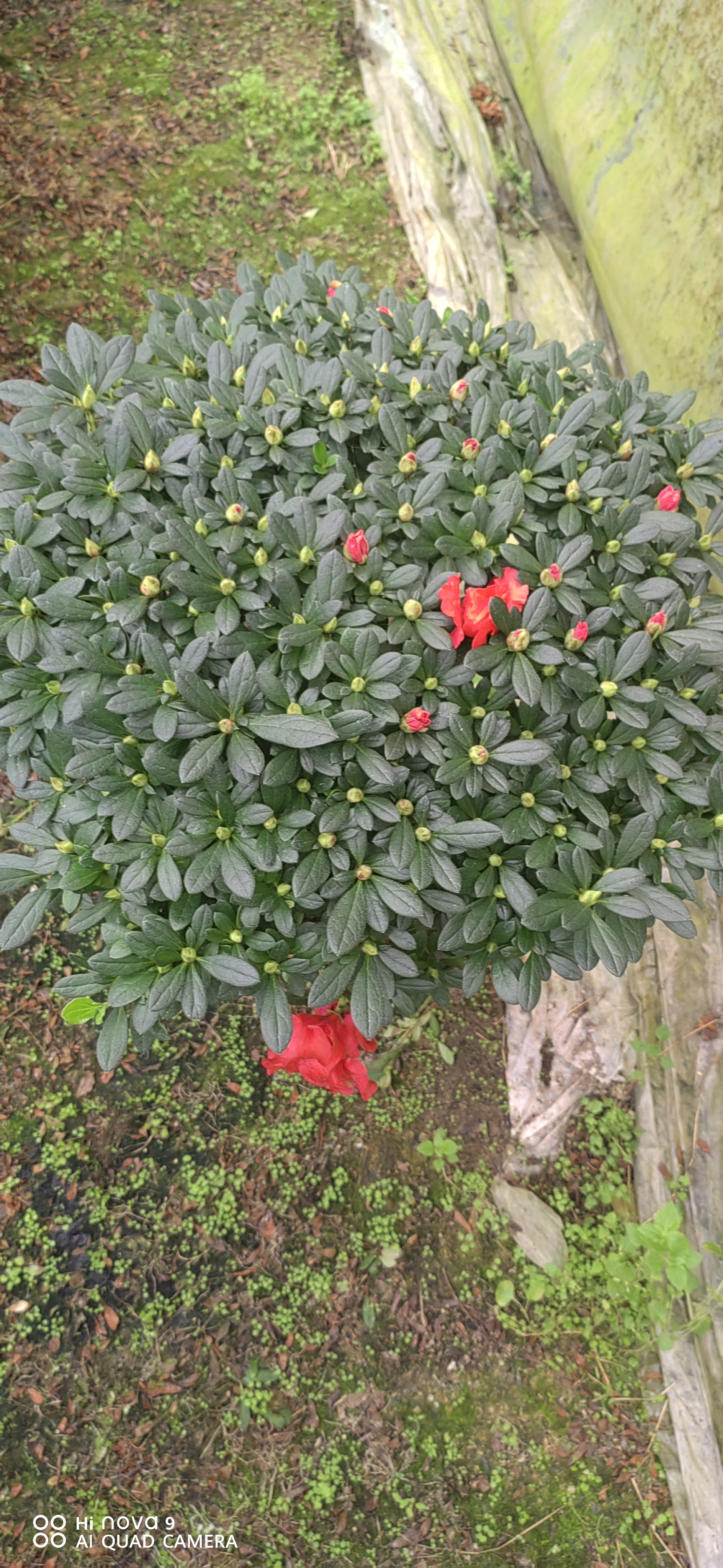 杜鹃盆栽四季开花