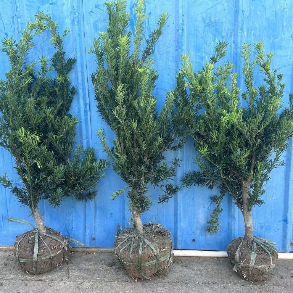 罗汉松大树树苗盆景雀舌造型素材盆栽苗球型汉松庭院盆景米叶老桩