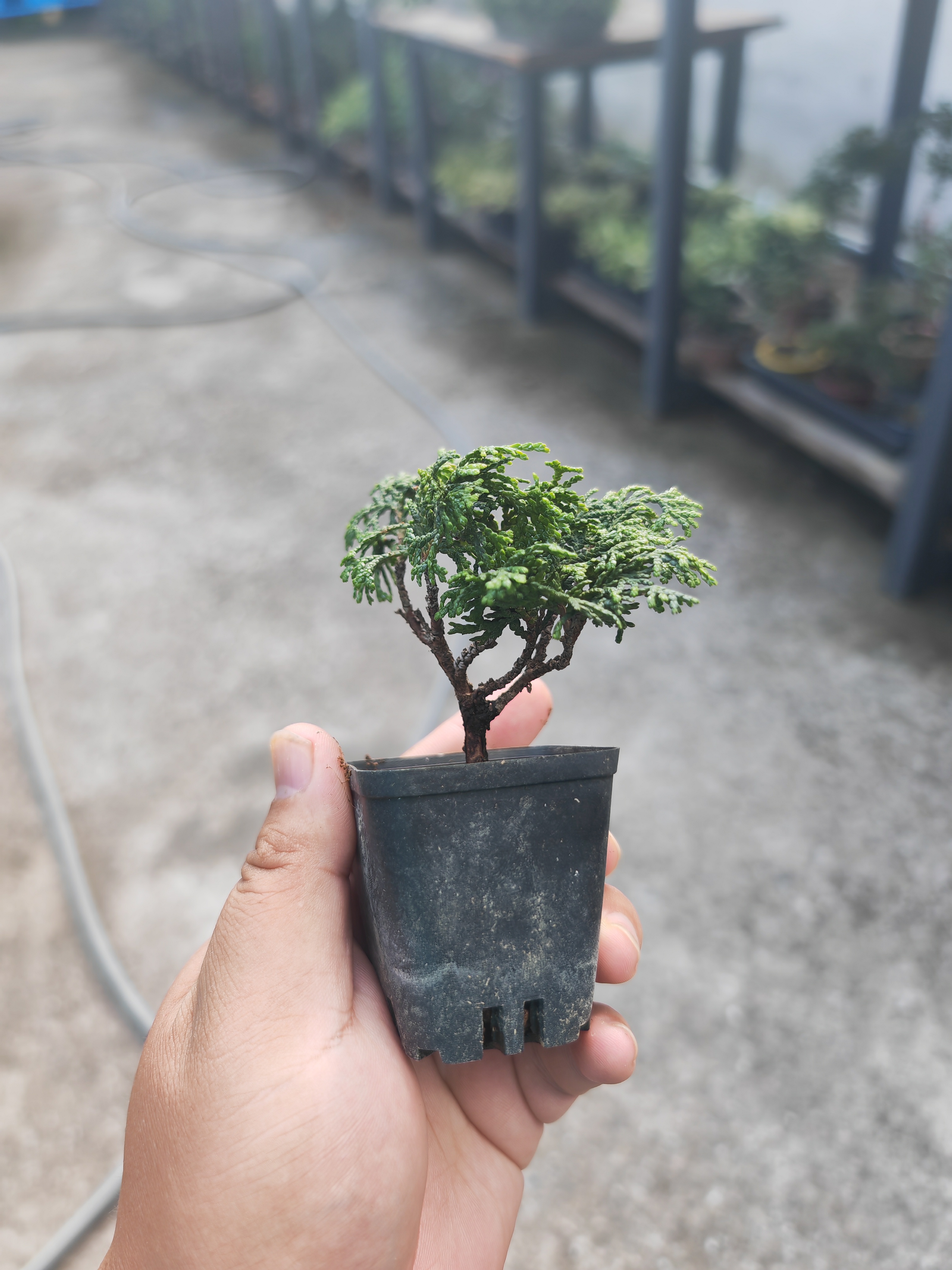 津山桧 盆景素材 随机发货 包邮